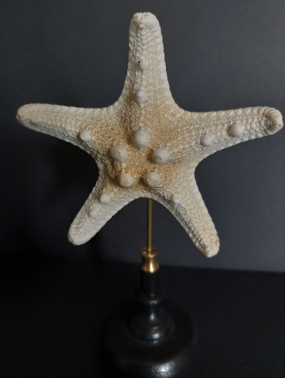 Cabinet of curiosities starfish protoreaster nodosus on pedestal