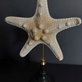 Cabinet of curiosities starfish protoreaster nodosus on pedestal