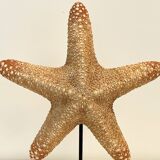 XXL Vintage Natural Starfish on Marble Base Cabinet of Curiosities