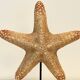 XXL Vintage Natural Starfish on Marble Base Cabinet of Curiosities