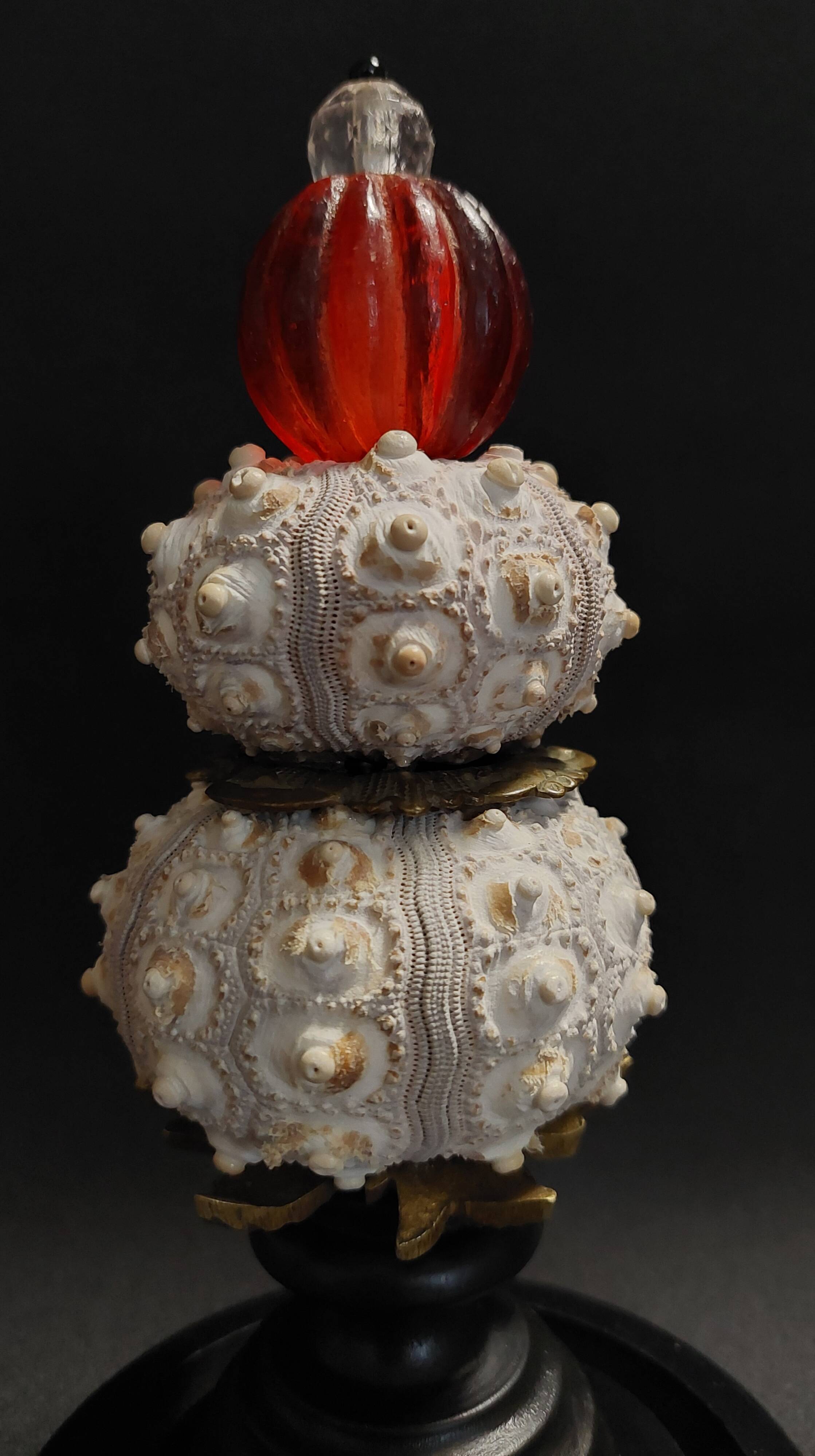 Cabinet of Curiosities globe with sea urchins phyllacanthus imperialis