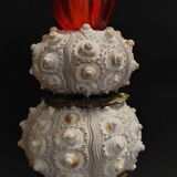 Cabinet de Curiosités globe aux oursins phyllacanthus imperialis