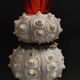 Cabinet of Curiosities globe with sea urchins phyllacanthus imperialis