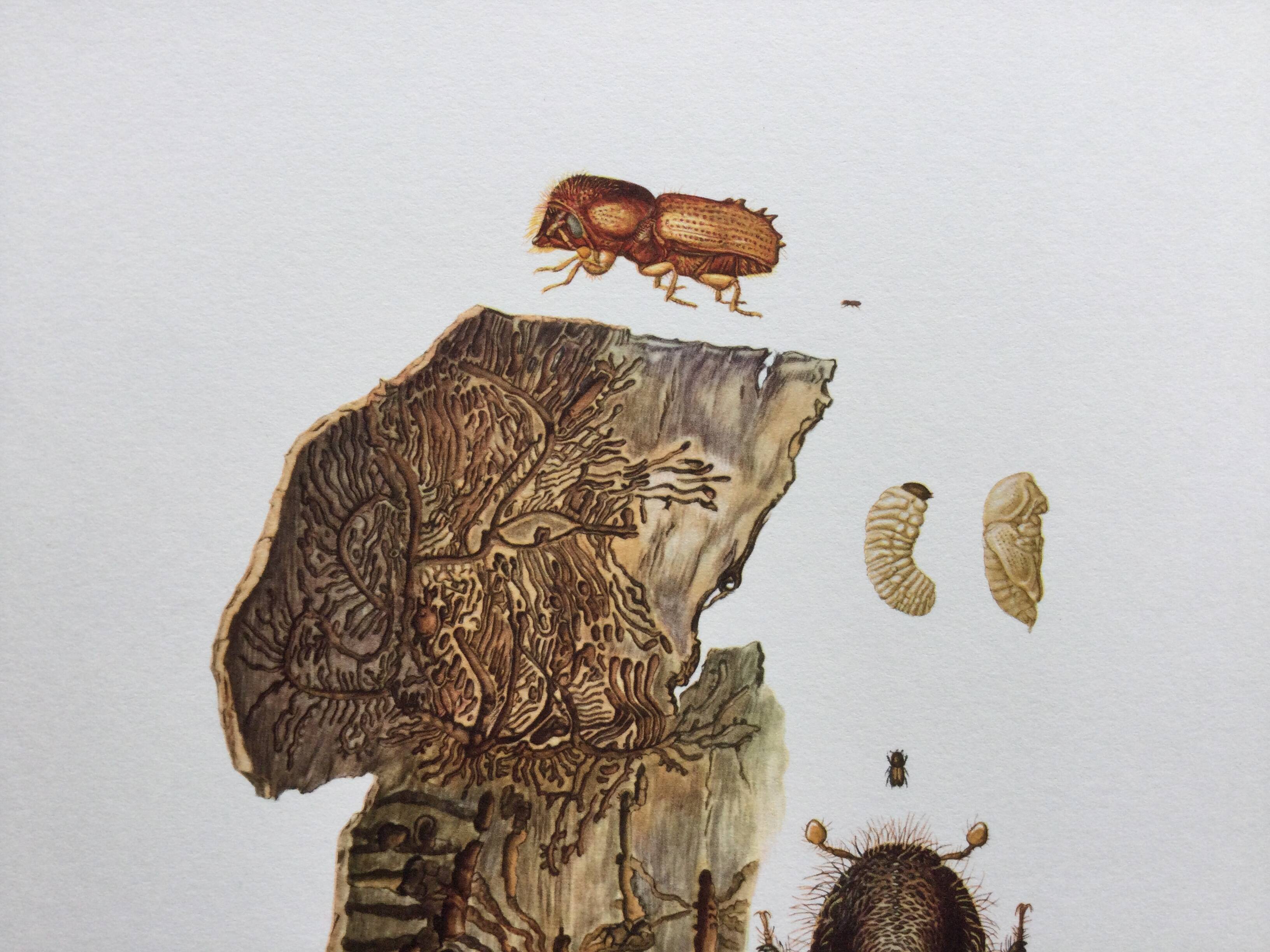 Vintage Insect Print, Old Illustration from the 60s