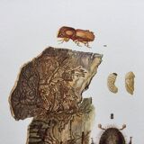 Vintage Insect Print, Old Illustration from the 60s