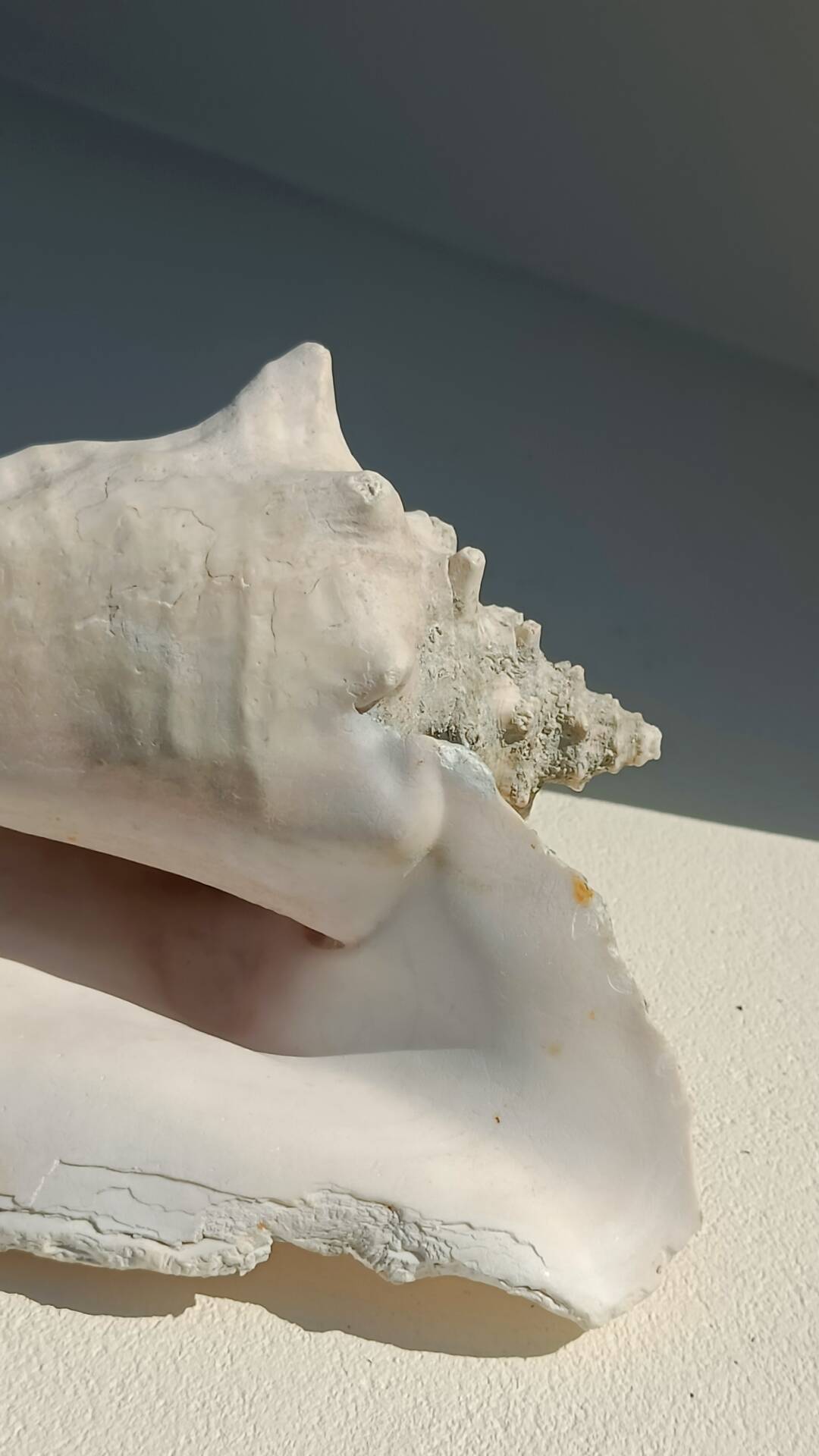 Conque marine blanche légèrement rosée