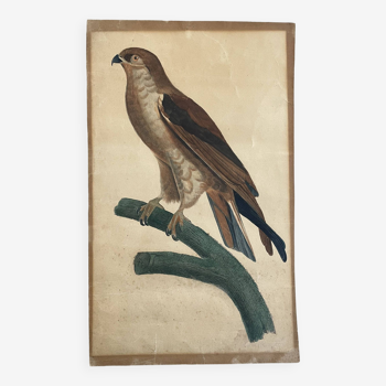 Old watercolor peregrine falcon engraving