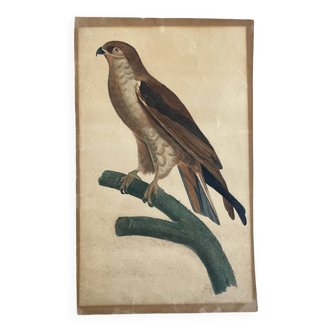 Gravure de faucon pèlerin aquarellée ancienne