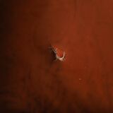 ococo-Style 3-Seater Sofa — Leather & Wood — Classic Curved Salon Silhouett