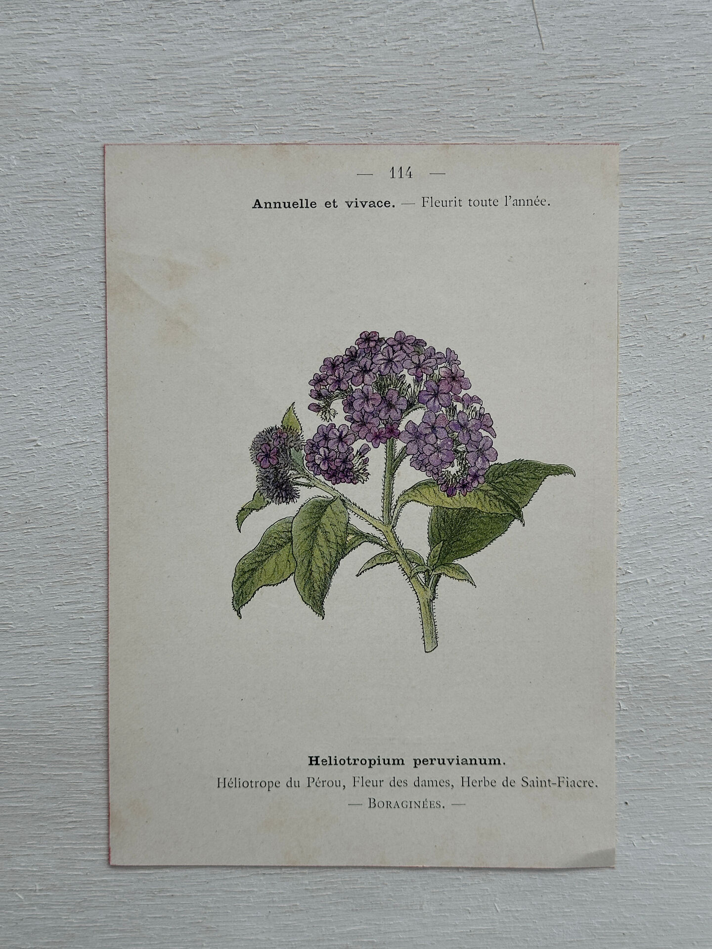 Botanical Plate 1800 Old Naturalist Engraving 19th Century Double-Sided