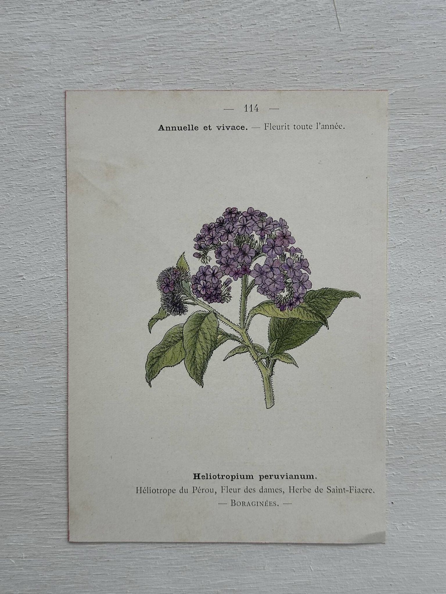 Planche Botanique 1800 Gravure naturaliste ancienne 19eme recto verso