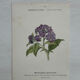 Botanical Plate 1800 Old Naturalist Engraving 19th Century Double-Sided