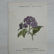 Planche Botanique 1800 Gravure naturaliste ancienne 19eme recto verso