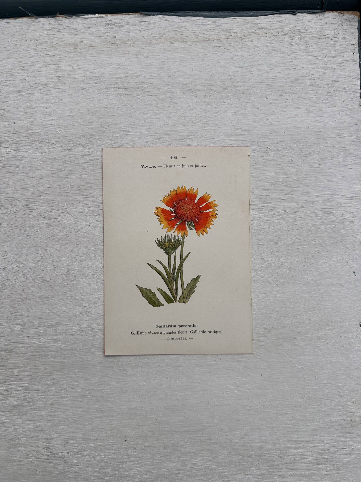 Botanical Plate 1800 Old Naturalist Engraving 19th Century Double-Sided