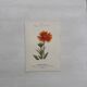 Botanical Plate 1800 Old Naturalist Engraving 19th Century Double-Sided