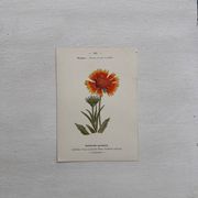 Botanical Plate 1800 Old Naturalist Engraving 19th Century Double-Sided
