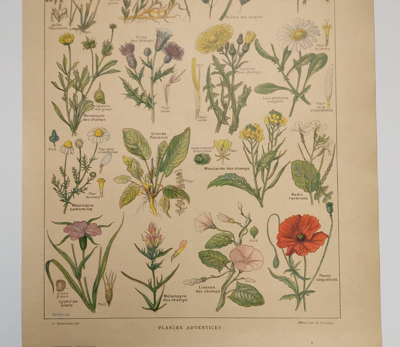 Original engraving from 1922 - "weeds" - Old botanical plate of weeds