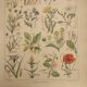 Original engraving from 1922 - "weeds" - Old botanical plate of weeds