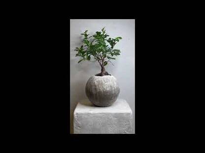 Kikai - artisanal pot in mineral cement