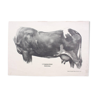 Affiche par Dr G Pusch, « Anatomie de vaches », 1901
