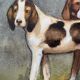 During 19th century watercolor paintings Anglo-artesian dogs and recri signed H. de LC