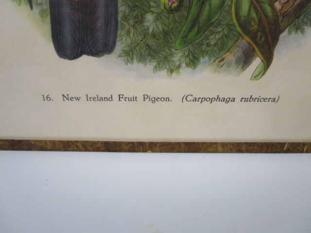 Engraving of ancient birds