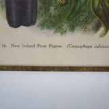 Engraving of ancient birds