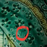 Asparagus plate barbotine Wasmuel