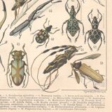 Planche ancienne sur les insectes 1897
