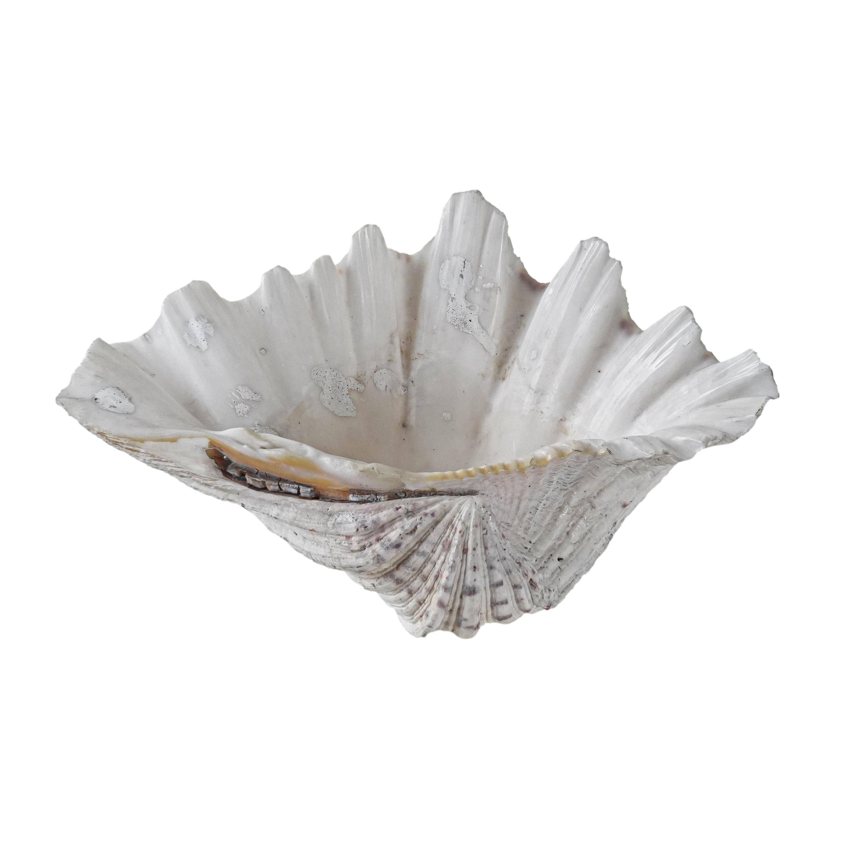 Decorative Triton seashell, boho style, 1980s