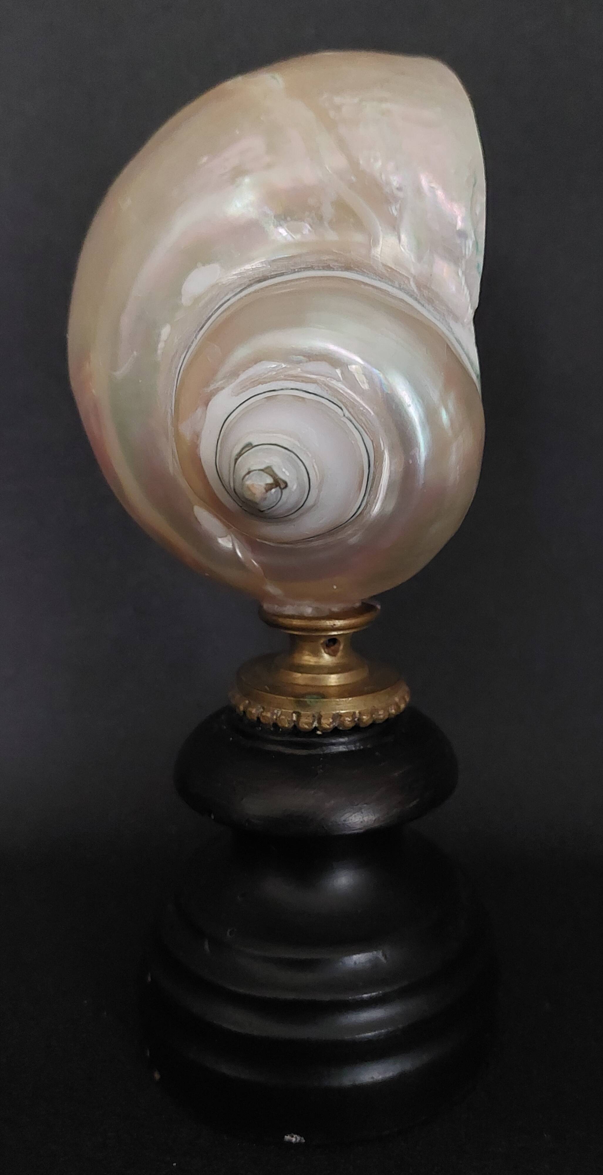 Cabinet of Curiosities, pearly turbo imperialis shell on base