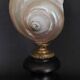 Cabinet of Curiosities, pearly turbo imperialis shell on base