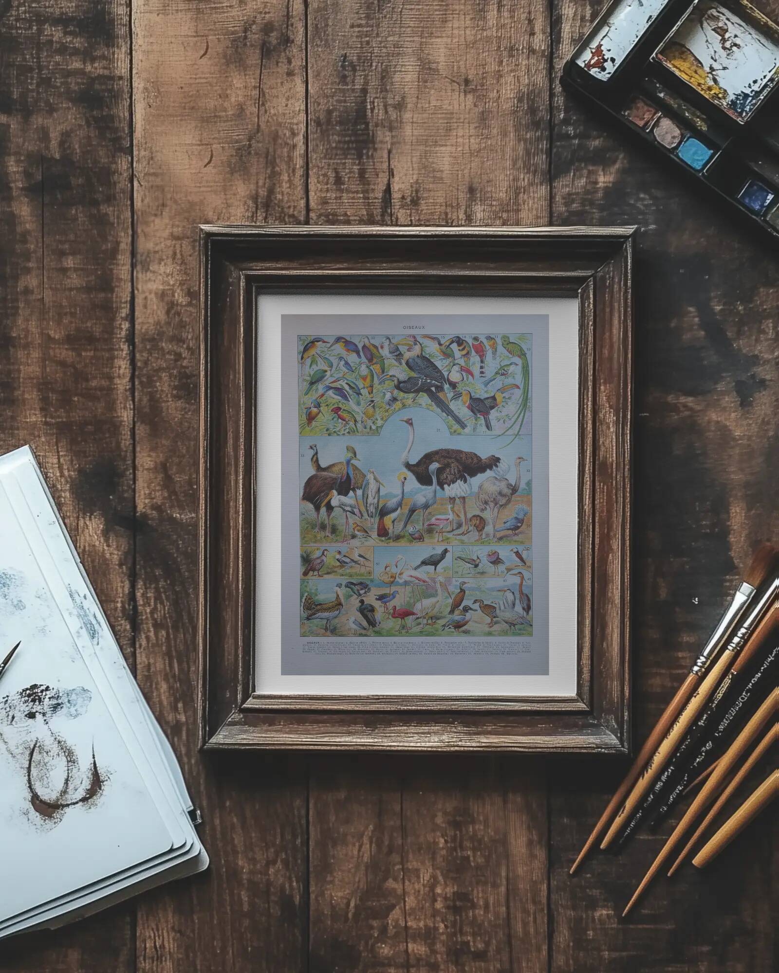 Original lithographs on birds