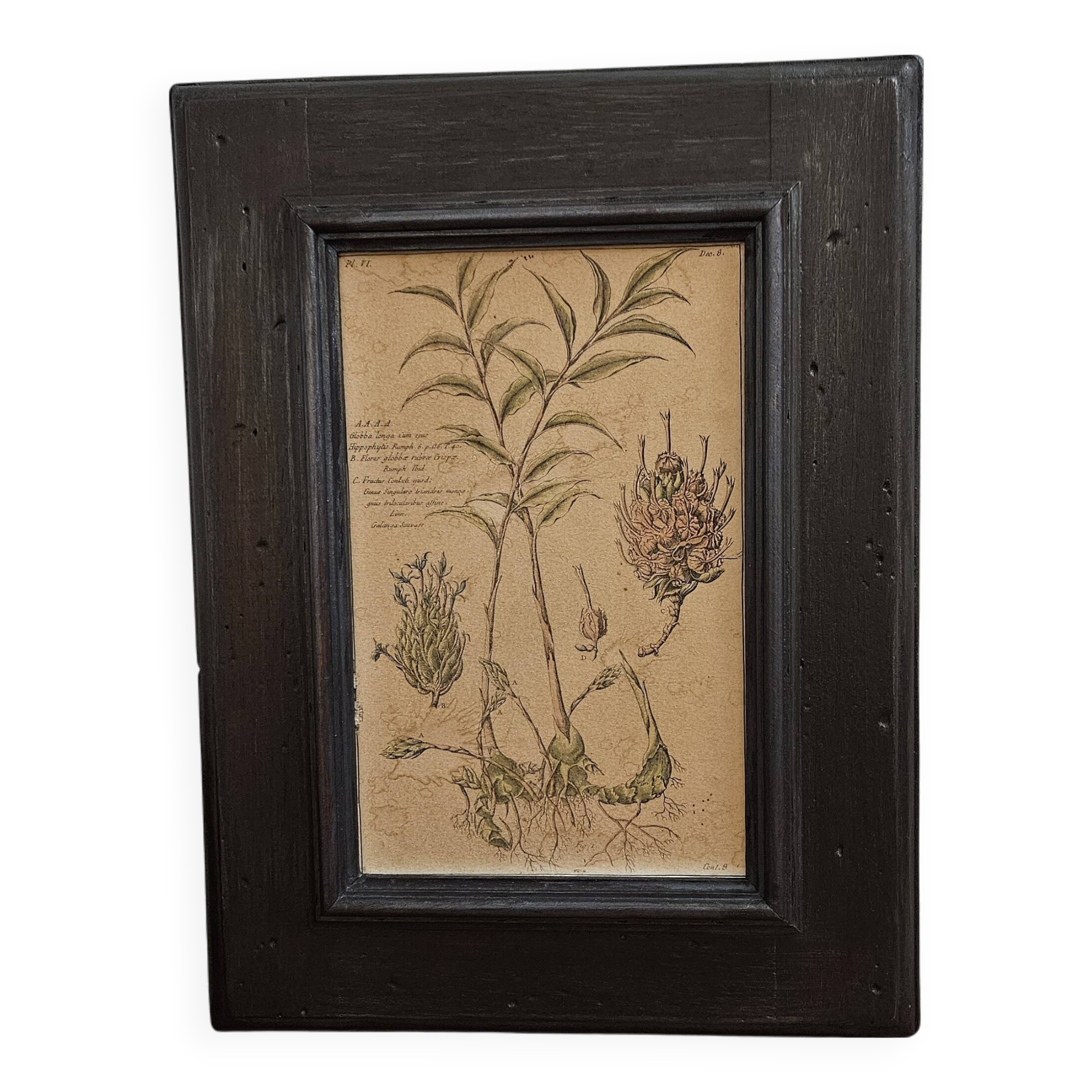Framed Botanical Board Table