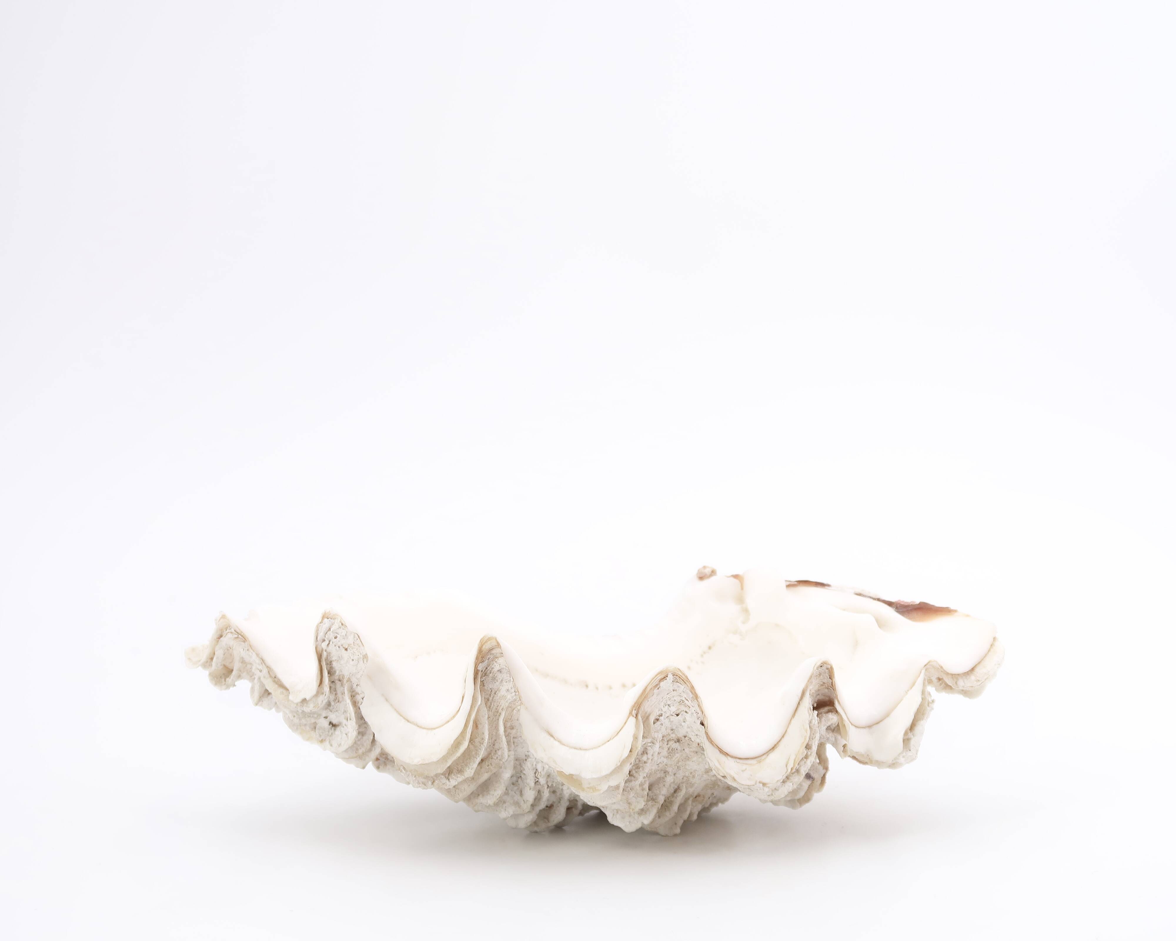 Holy water stoup shell emptier, 70s