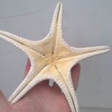 Authentic starfish