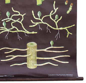 Educational painting of Jung-Koch-Quentell, polytrichum 1959