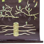 Educational painting of Jung-Koch-Quentell, polytrichum 1959