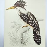 Antique plate - Kingfisher - bird and nature, Vintage 1970