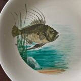 12 fish plates Proceram Cerel Aubagne, 1950s