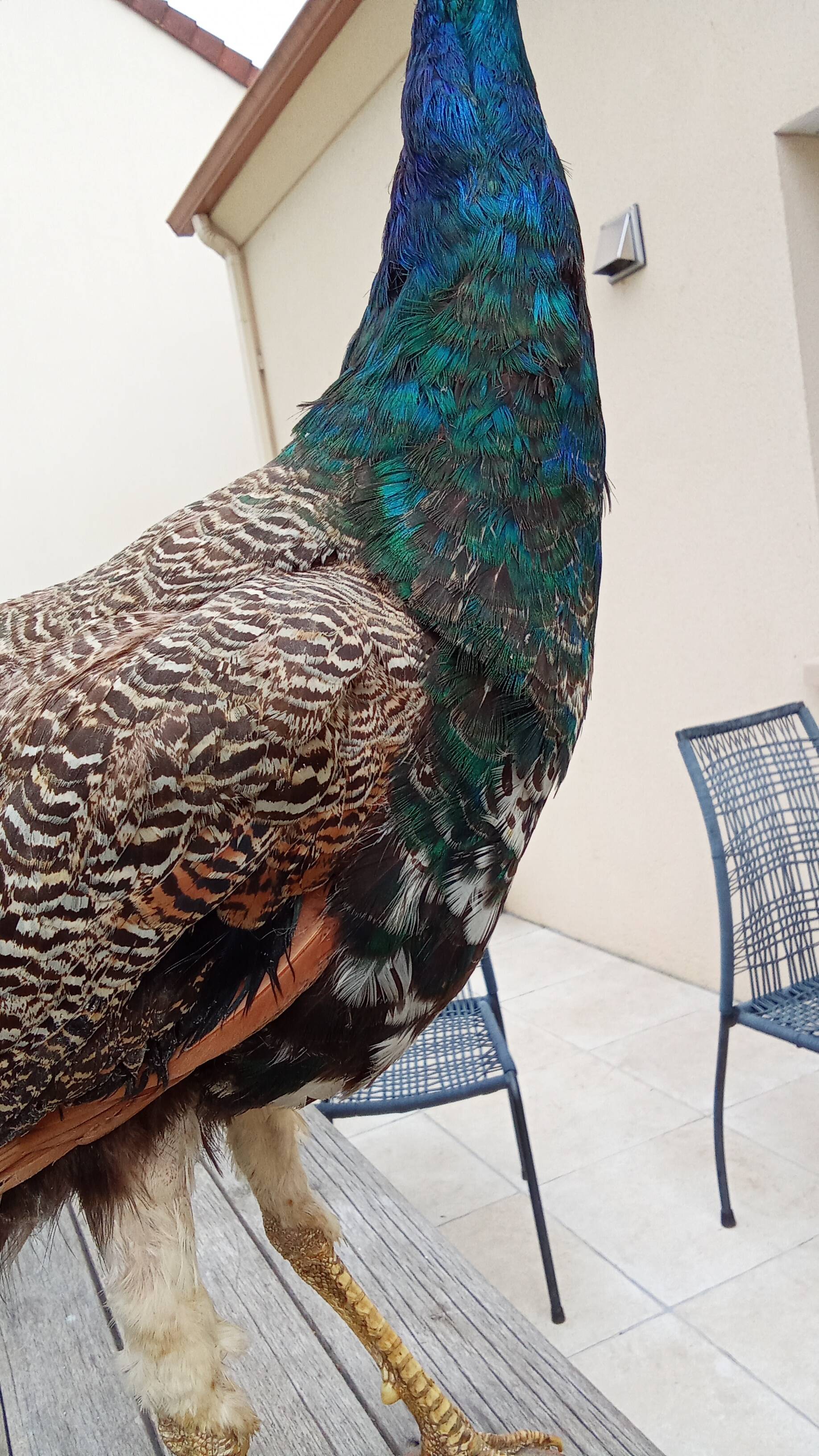 Taxidermy cabinet of curiosities stuffed peacock
