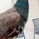 Taxidermy cabinet of curiosities stuffed peacock