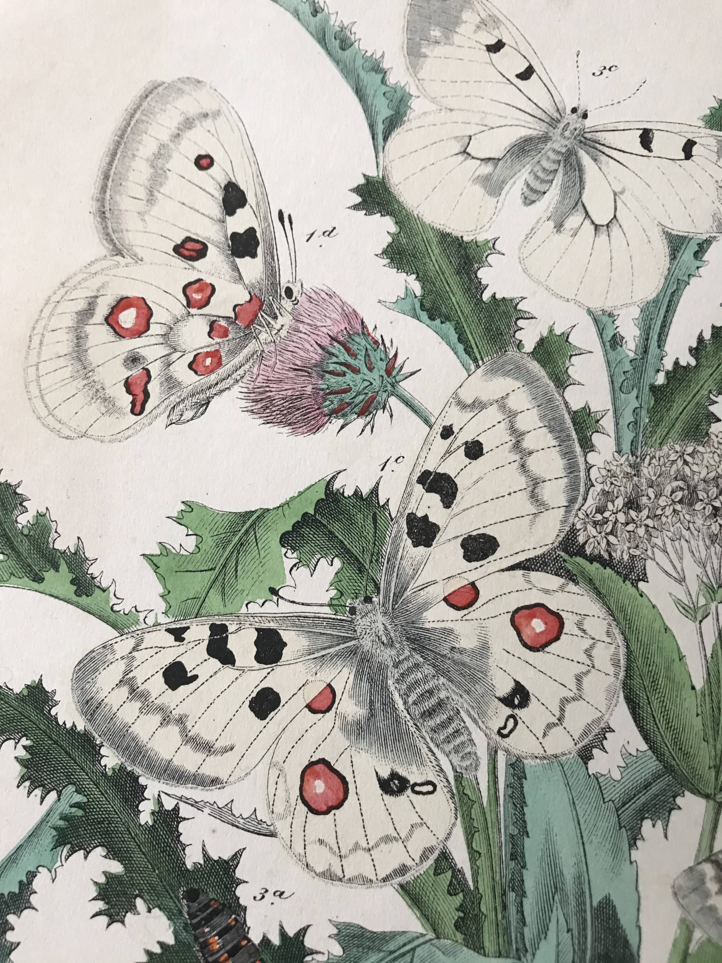 Botanical posters and butterflies 1876