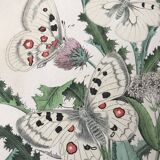 Botanical posters and butterflies 1876