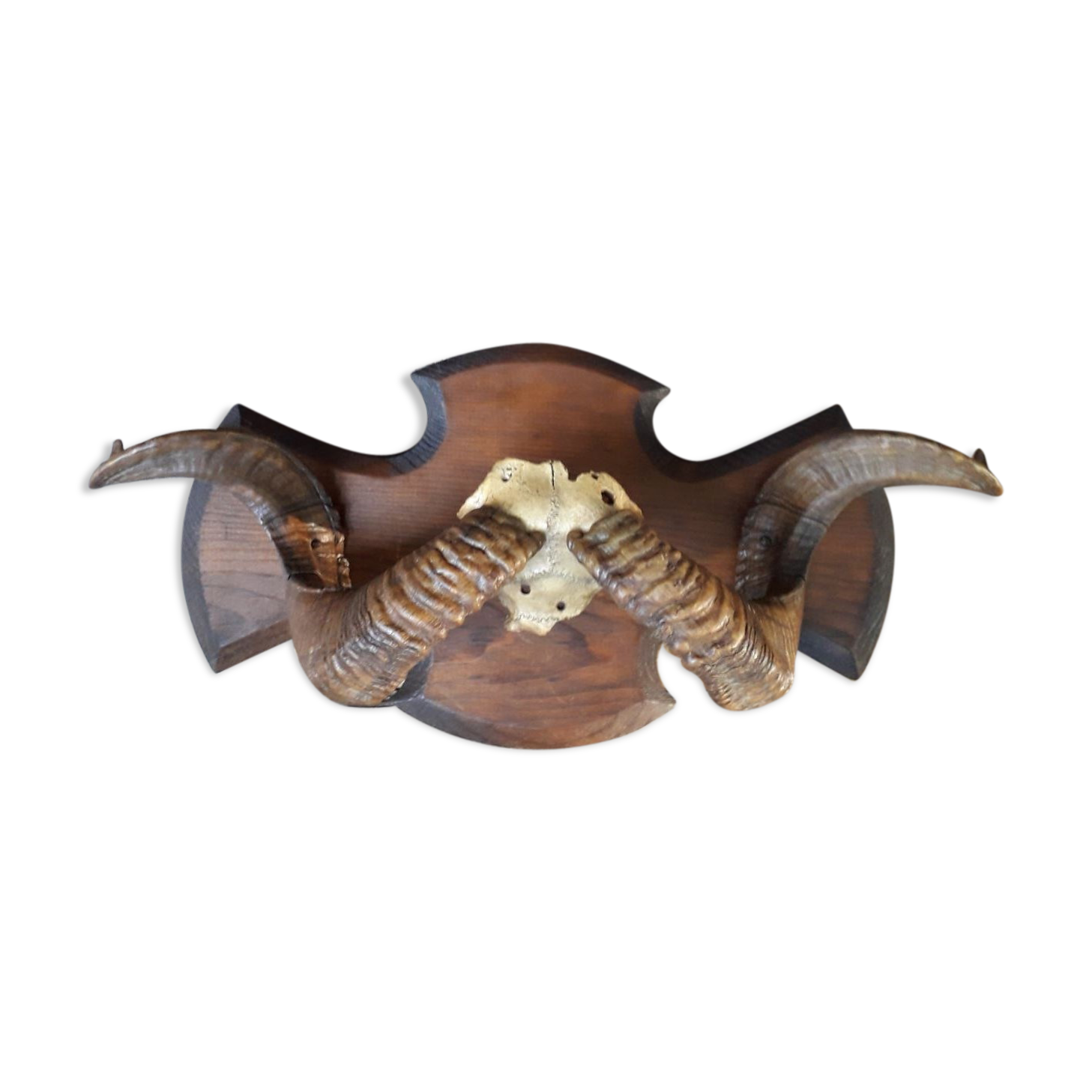 Massacre trophy ram mouflon pedestal wood