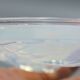 Dessous de carafe bouteille verre opalescent verlys sabino lalique #2