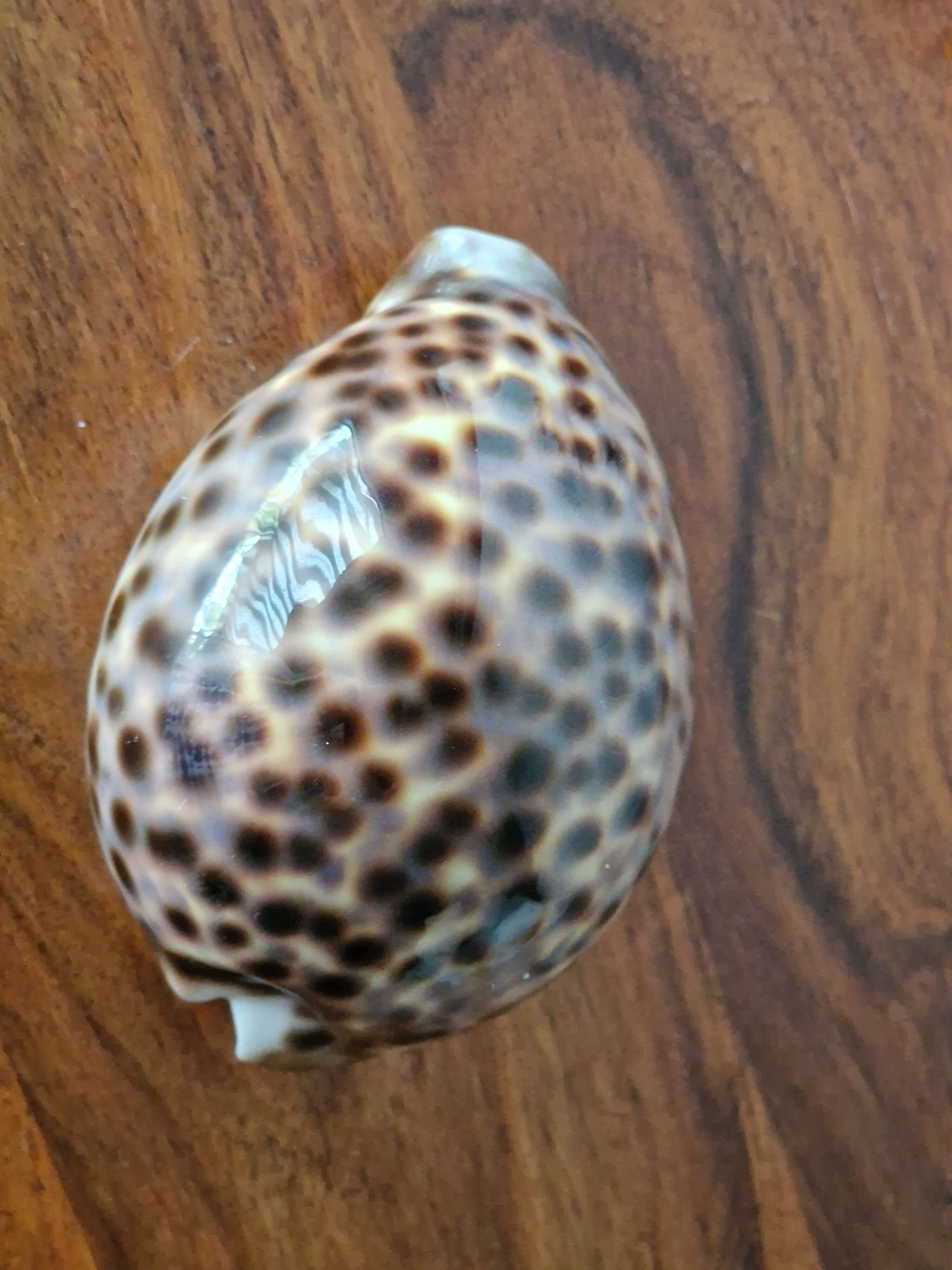 Ancient shell collection