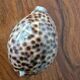 Ancient shell collection