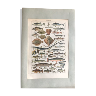 Fish educational board