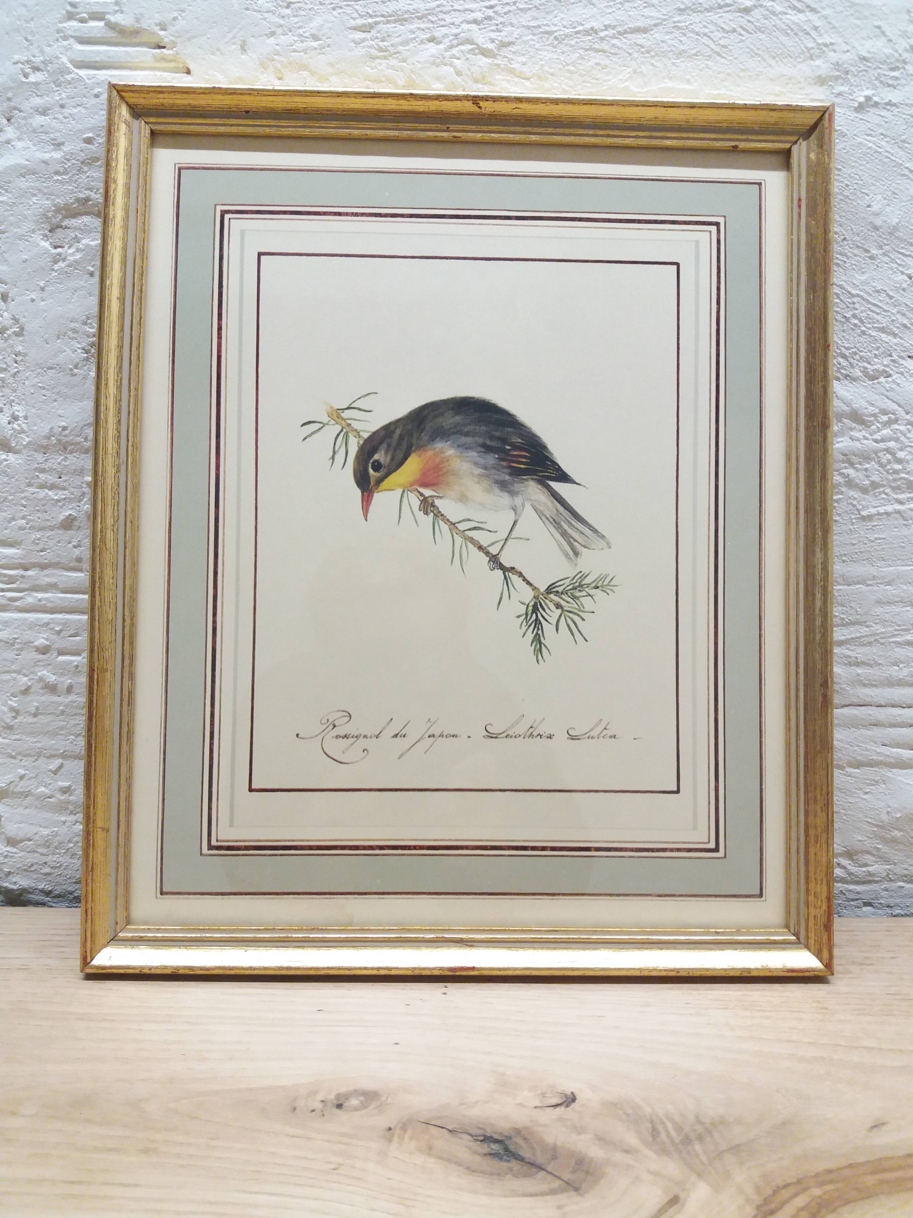 Japan Rossignol ornithological board